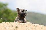 CAIRN TERRIER 594